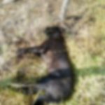 WhatsApp-Image-2023-09-15-at-17.08.06-1-150x150 Crueldade: cães são mortos por envenenamento na zona rural de Monteiro